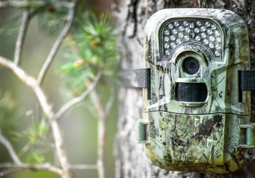 Fotopułapki. Tych modeli możecie użyć jako niezawodny, domowy monitoring