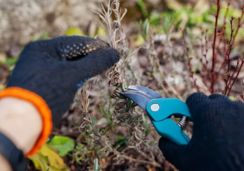 Nie przytniesz lawendy w tym terminie – latem zobaczysz „łyse gniazdo”. Ogrodnicy wskazują datę