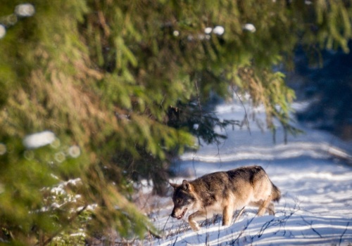 Przyrodnik szczerze na temat wilków. Dlaczego panicznie się ich boimy?