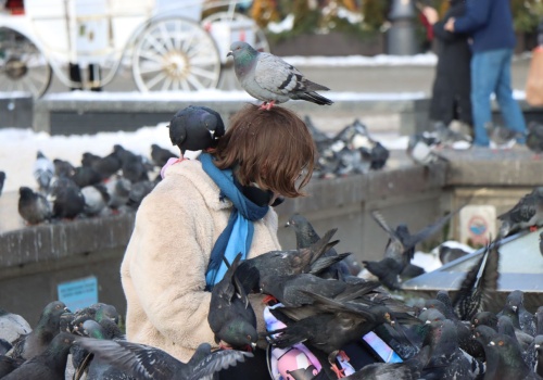 Kraków wprowadza antykoncepcję dla gołębi