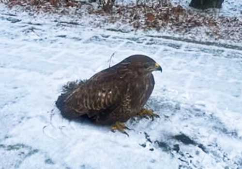 Myszołów wylądował na Jaworzyńskiej w Legnicy. Potrzebował pomocy