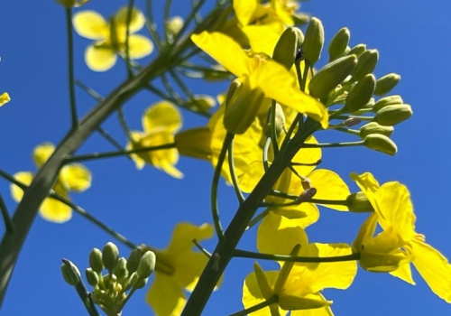 Większość oleistych na światowych giełdach podrożała w ubiegłym tyg