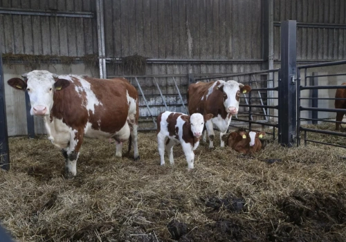 Czy w nowej WPR wystarczy środków na wsparcie rolnictwa?