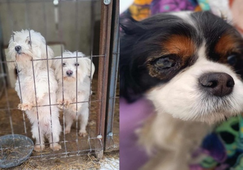 Fatalne warunki w hodowli psów. Właściciel zrzekł się zwierząt na rzecz fundacji