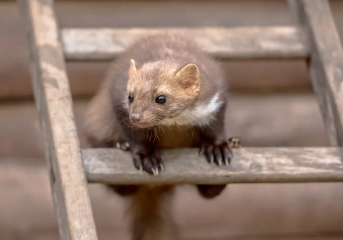 Ekstra silny sposób na kuny.  Boją się go jak ognia – wystarczy psiknąć
