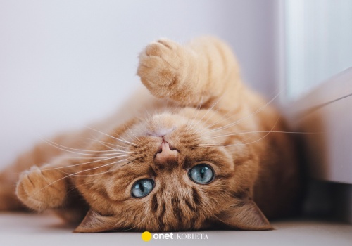 Uważasz się za kociarza? Ten szybki quiz to zweryfikuje!