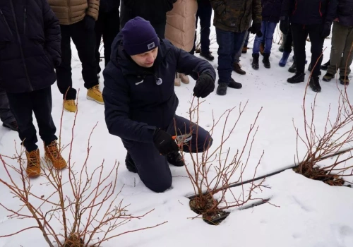 Cięcie borówek odmiany ‘LoretoBlue‘ – formowanie krzewu, opinia eksperta o nowej selekcji