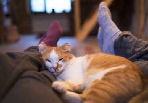 Śpisz z kotem w jednym łóżku? Mam dla ciebie dobrą wiadomość! Może wyjść ci to na zdrowie. Oto wady i zalety spania z kotem