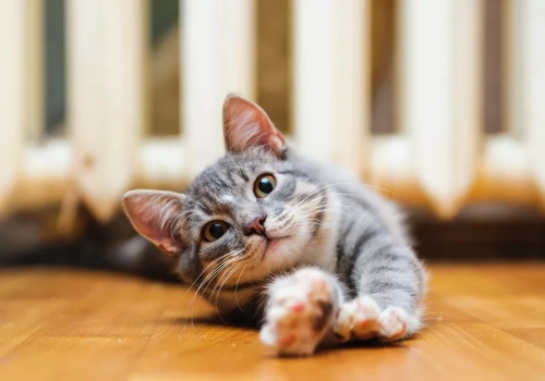 5 ciekawostek na Dzień Kota. Wiedzieliście, że posiadają dodatkowy zmysł?