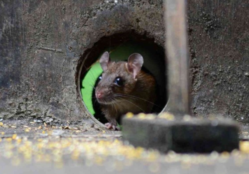 Szczury zjadają internet. Firma bankrutuje przez ekologię