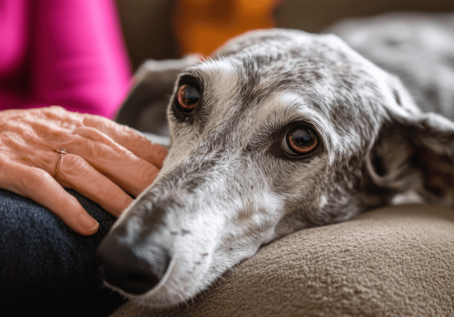 Taki podatek zapłacisz za psa. Nowe stawki wywołały burzę
