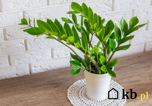 Biały nalot w doniczce? Ten detal zdradza, czy to pleśń czy kamień