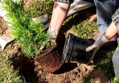 Kiedy sadzić tuje, żeby rosły jak szalone? Ten termin daje im potężny start