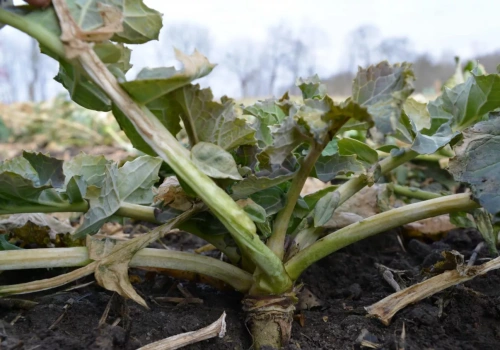 130 czy 210 kg N/ha? Jak wyliczyć startową dawkę azotu w rzepaku?