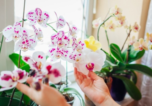 Połóż ten owoc obok storczyka. Zakwitnie bez nawożenia