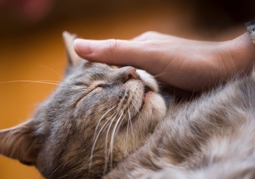 Tego o kotach nie mówi się za często. Chodzi o zdrowie domowników