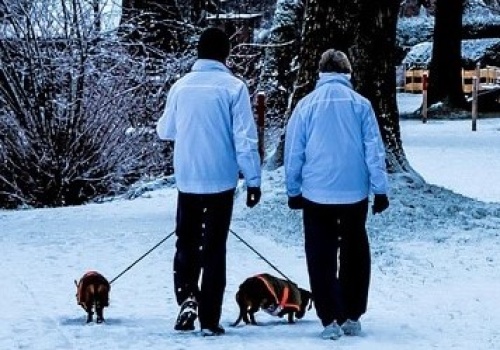 Właściciel zagryzionego jamnika apeluje do świadków po śmiertelnym ataku
