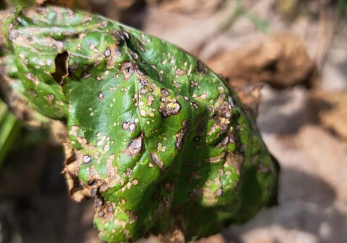 Burak cukrowy pod coraz większą presją chwościka. Co zaleca Agrosimex?