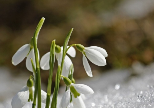 Skąd rośliny wiedzą, że zima się skończyła? Mają niezwykły dar