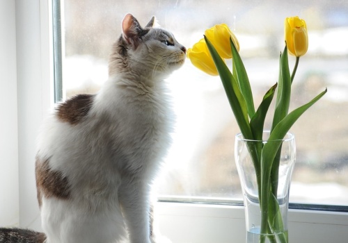 ​Wiosenne rośliny trujące dla kotów. Uważaj na te popularne kwiaty