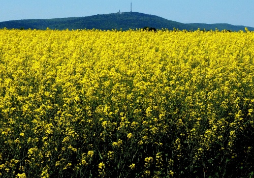 Który len i rzepak najlepszy do siewu, na olej i włókna?