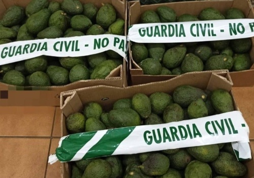 Gangu złodziei awokado grozi więzienie. Ukradli 3,5 tony