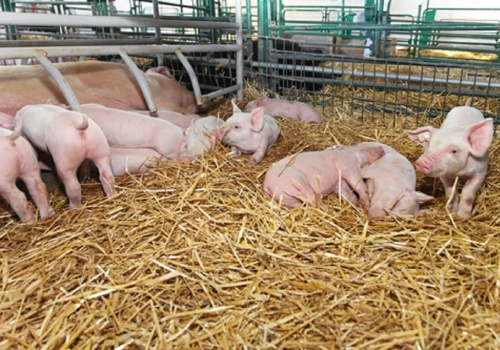 Ministerstwo nie ma programu odbudowy pogłowia świń, ale proponuje kolejne kredyty