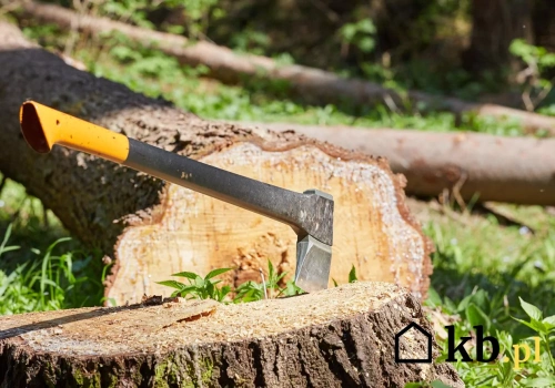 Wyciął jedno drzewo w ogrodzie. Kilka tygodni później dostał z urzędu pismo z grzywną