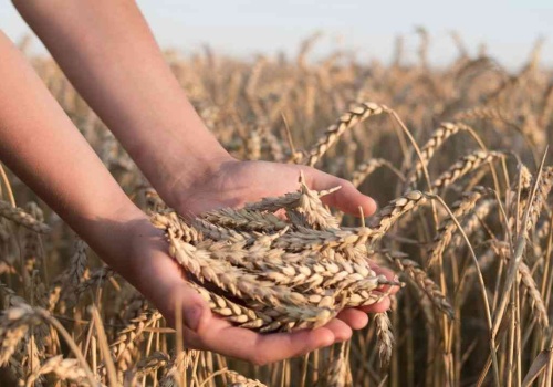 Nie opryski, nie trucizny. Jedna zmiana w glebie powstrzymuje szkodniki