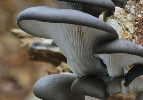 Znajdziesz go w lesie zimą. Zwróć uwagę na jeden szczegół