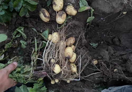 Stanowisko producenta sadzeniaków o rynku skrobi. Firma przesłała wyjaśnienia