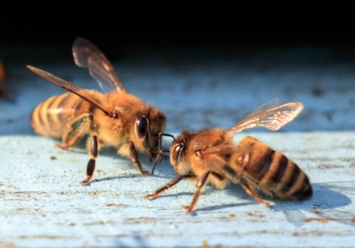 Wsparcie dla pasiek. 2 mln zł na pokarm dla pszczół w Wielkopolsce