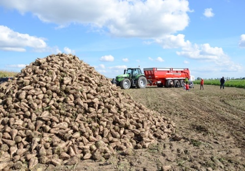 40 zł za tonę – czy to się jeszcze opłaca? Buraki na granicy rentowności