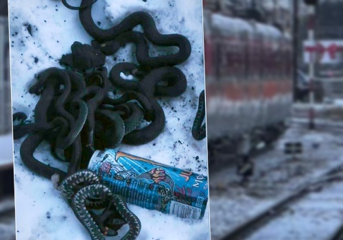 Straszny widok w Malborku. 