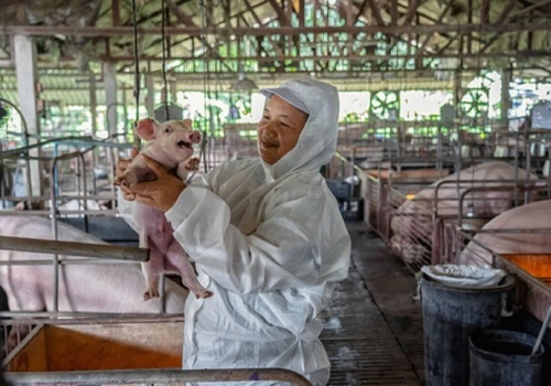 Chiński gigant wieprzowy szykuje międzynarodową ekspansję