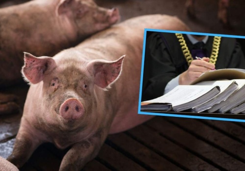 Skazani za uciążliwy fetor. Rolnicy prowadzący chlewnie z wyrokami