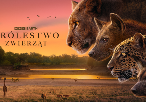 Królestwo zwierząt - wciągająca opowieść o sile i rywalizacji w BBC Earth