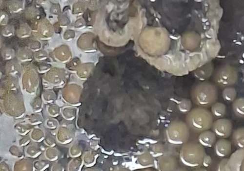 Afera pączkowa w Słupi pod Kępnem. Wodociągi wskazały winnego. Cukiernia oburzona