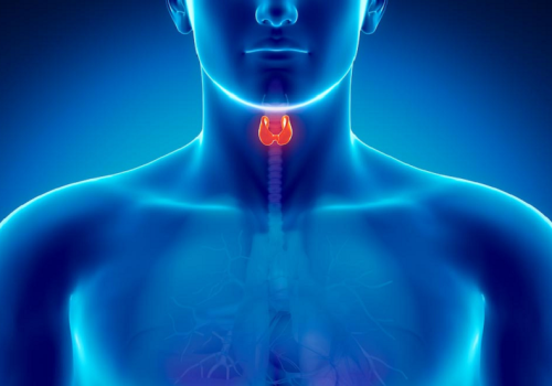 Odżywiaj swoją tarczycę: Jod, selen i cynk zawarte w diecie pomagają przywrócić równowagę hormonalną
