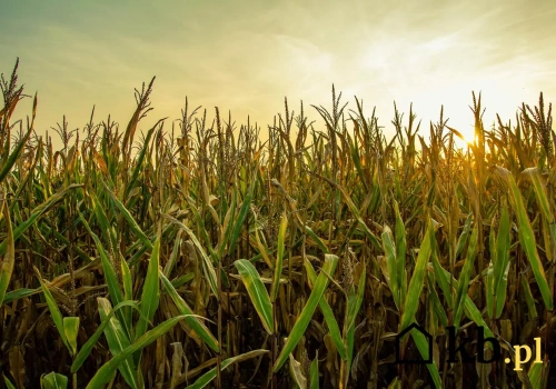 Nowy pomysł na zastąpienie pelletu. Nie uwierzysz, czym zaczęli palić