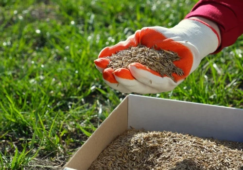 Kiedy siać trawę wiosną? Ten termin daje 100% szans na gęsty, zielony dywan