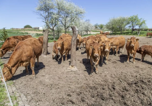 Bydło trzyma cenę, ale handel hamuje. Sprawdź stawki za byki, jałówki i krowy