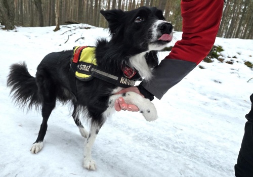 Cha-cha i Fresh – psy gruzowiskowe „w służbie” straży pożarnej w Łodzi