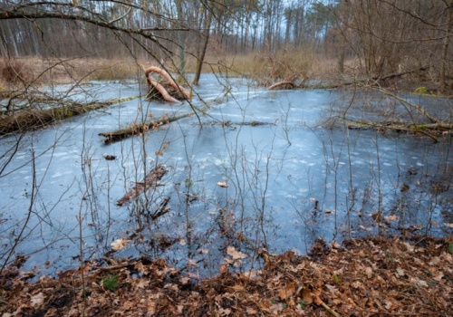 Rząd ma strategię obszarów wodno-błotnych. 