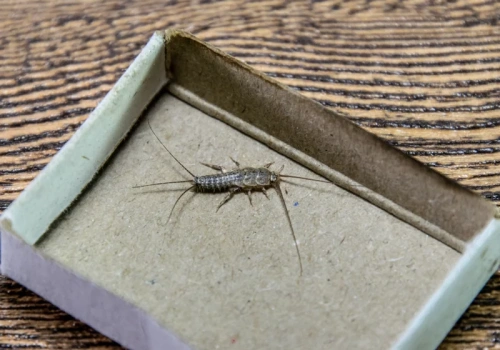 Zmieszaj w proporcji 2:4 i rozsyp w łazience. Rybiki znikną