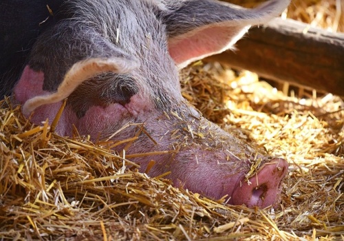 Wzrost cen tuczników – czy to przełom, czy chwilowy ruch?