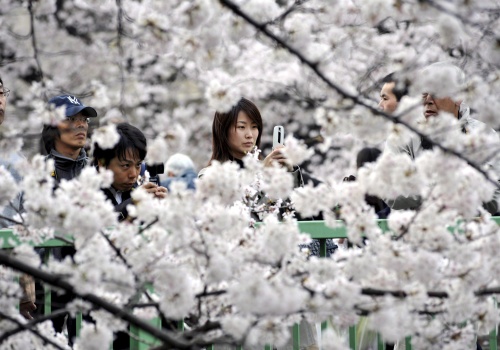 Turyści sikali w ogrodach – Japonia odwołuje festiwal, który miał ją promować