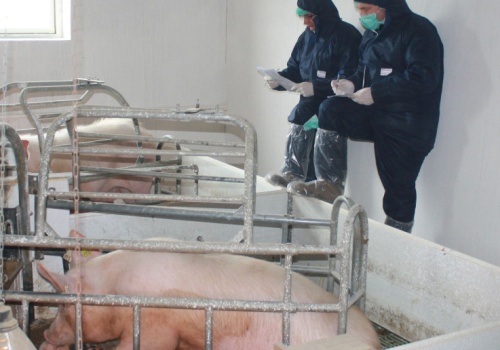 Inspektorki weterynarii zaatakowane w gospodarstwie. Próbowały przeprowadzić kontrolę