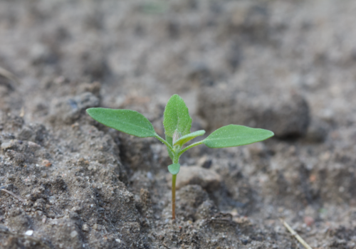 Nowa substancja w walce z odpornymi chwastami w buraku cukrowym