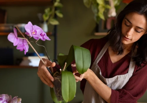 Wylewasz ją do zlewu? Ten kuchenny odpad sprawia, że storczyk zimą obsypuje się kwiatami